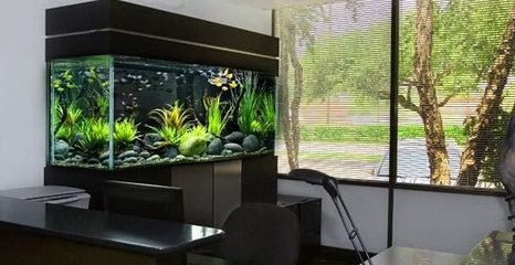 家居风水鱼缸布局书籍,家里放鱼缸的风水讲究