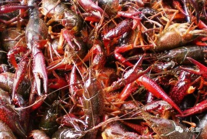 新开的塘养殖小龙虾需要注意什么,小龙虾养殖五月要注意事项