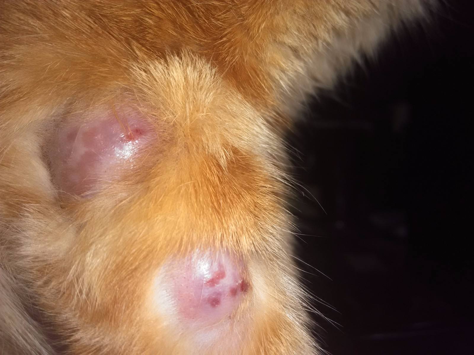 猫咪年老时常遇到的病症，爱它请给它足够的关怀