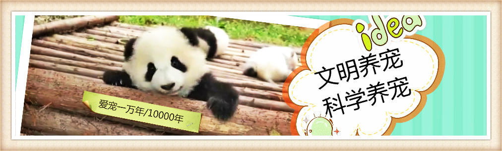 中国嗅觉最好的狗十大排名,世界嗅觉排名前十的狗