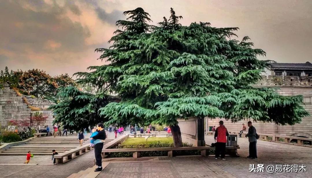 雪松盆景怎么打理,雪松盆景制作过程