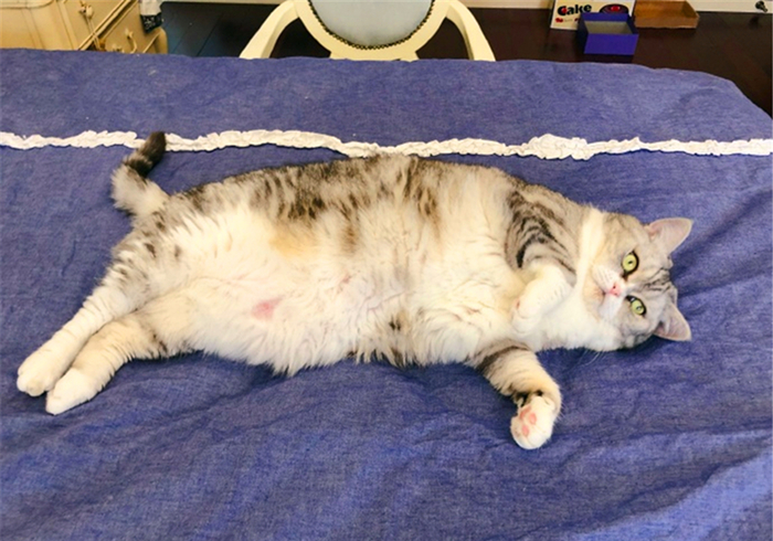 辟谣猫咪真的没有九条命,猫咪喝水喝少了会怎么样