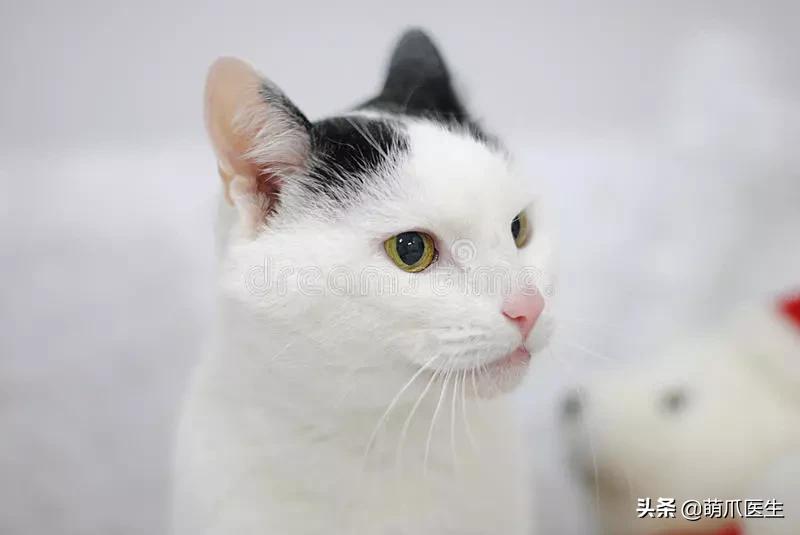 “你根本不爱猫，你就是馋它的身子！”