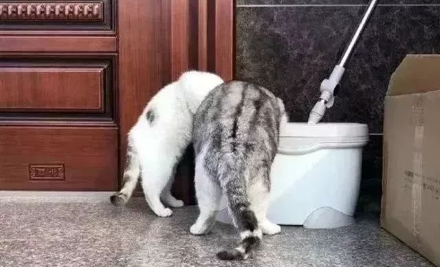 猫咪是不是不喜欢臭的地方,猫咪不是喜欢晒太阳吗为什么怕热