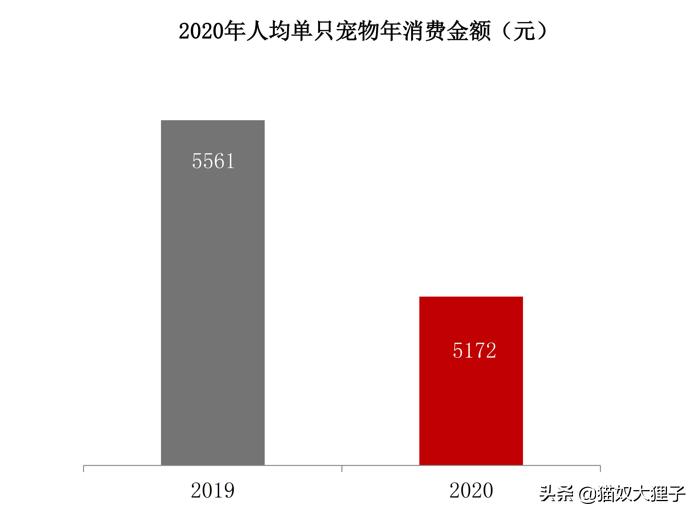 有泰迪养猫需要注意什么,家里有孩子养猫注意事项