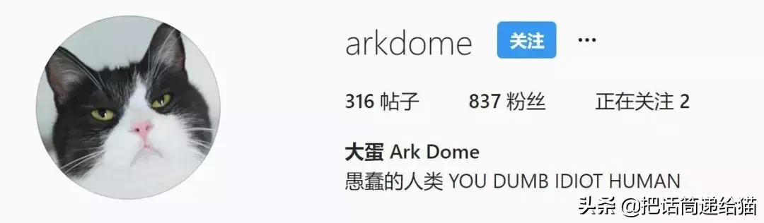 猫故事集,猫故事完整版