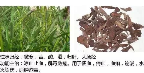 常用中草药名称大全图片及药效,常用中草药药效大全
