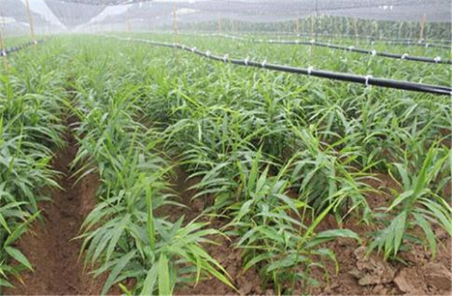 生姜种植技术总结及整理方法,生姜种植技术步骤