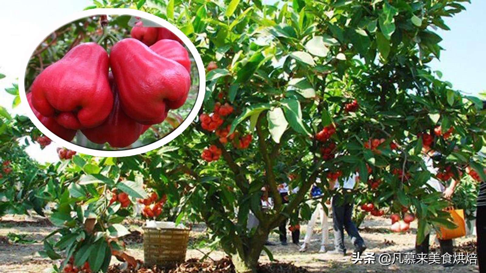 台湾的凤梨跟大陆的菠萝一样吗,台湾有哪些水果是大陆没有的