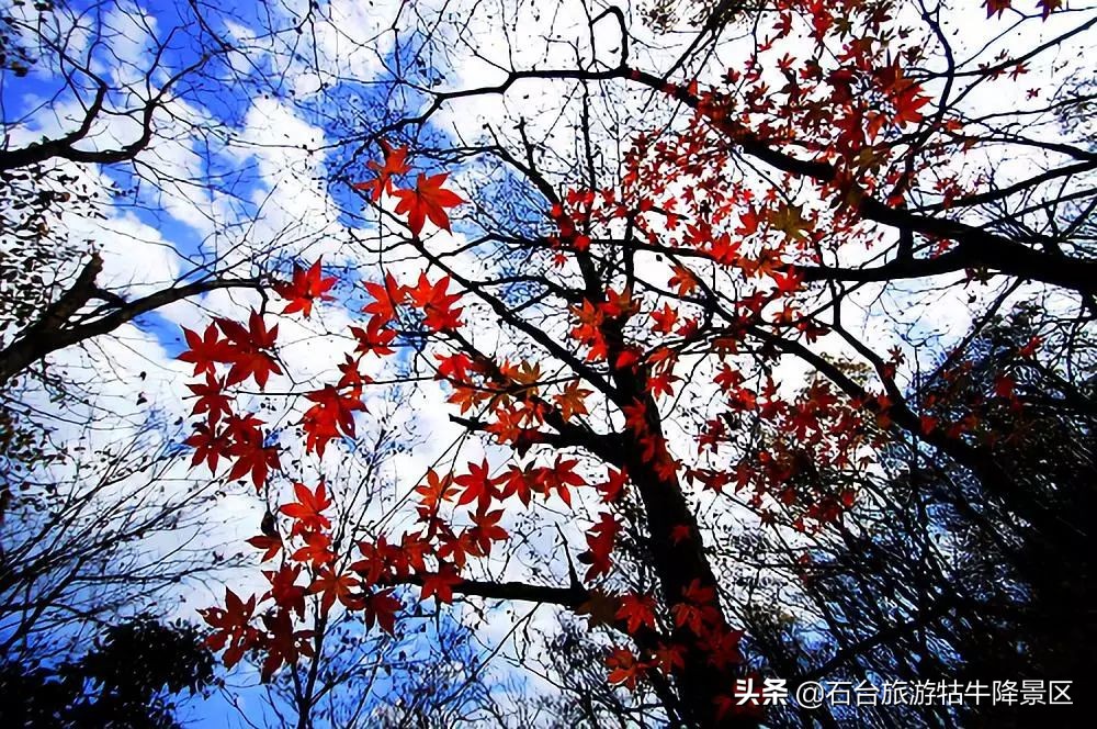 如何介绍牯牛降,牯牛降介绍简介