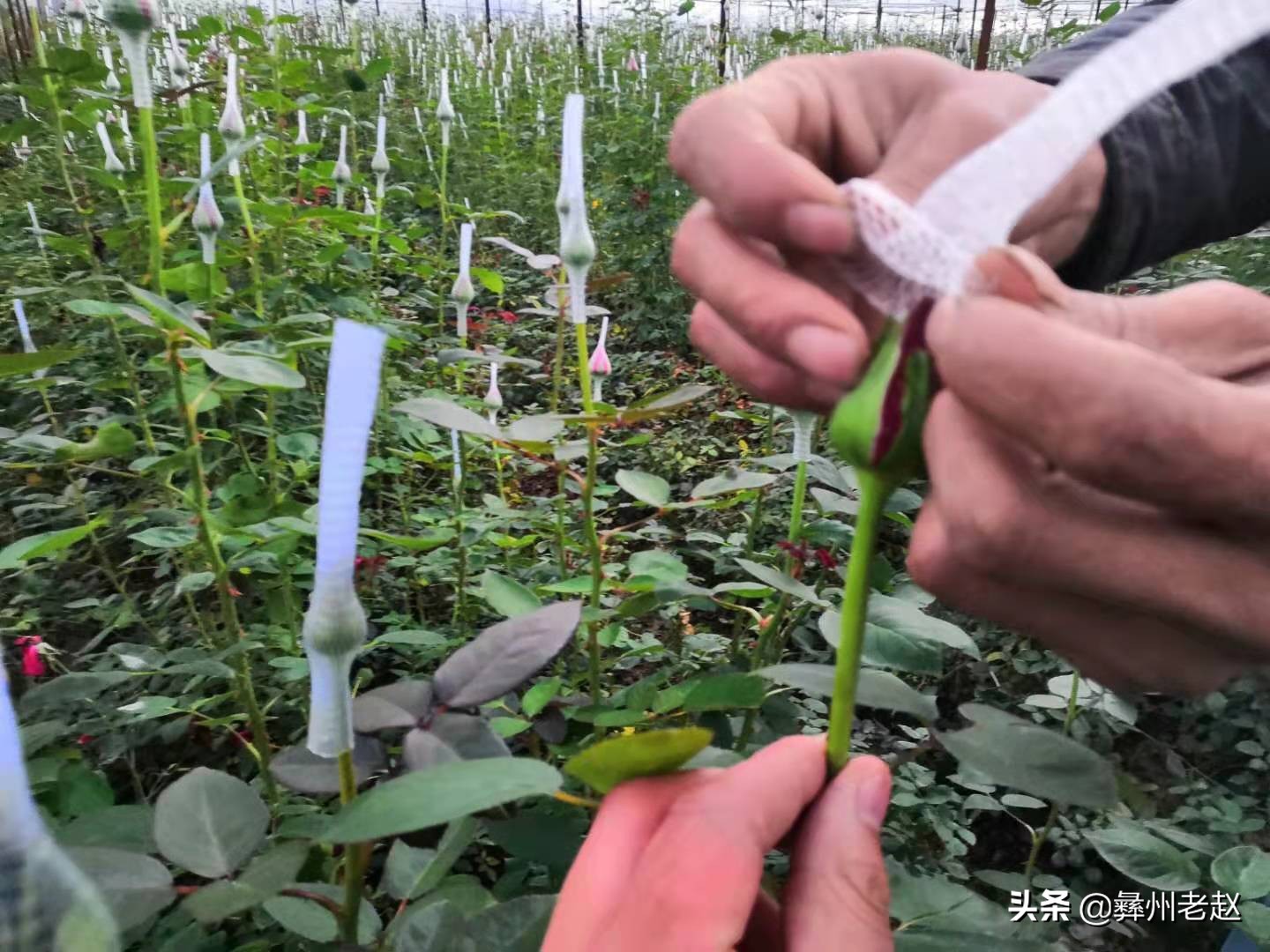 你知道为什么要给玫瑰花上网套吗？看看5年的花农怎么说