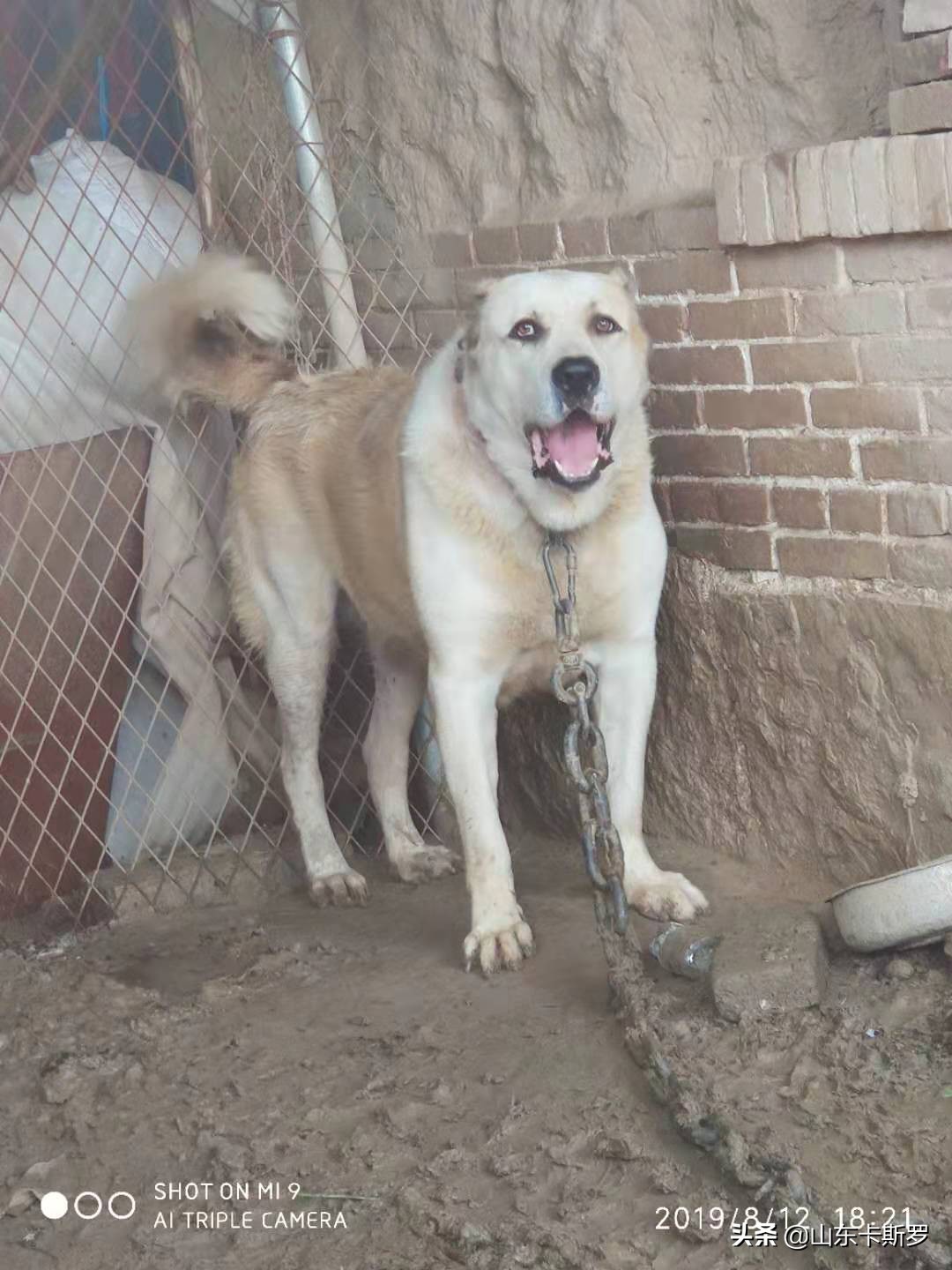 最具争议的犬种——高狼