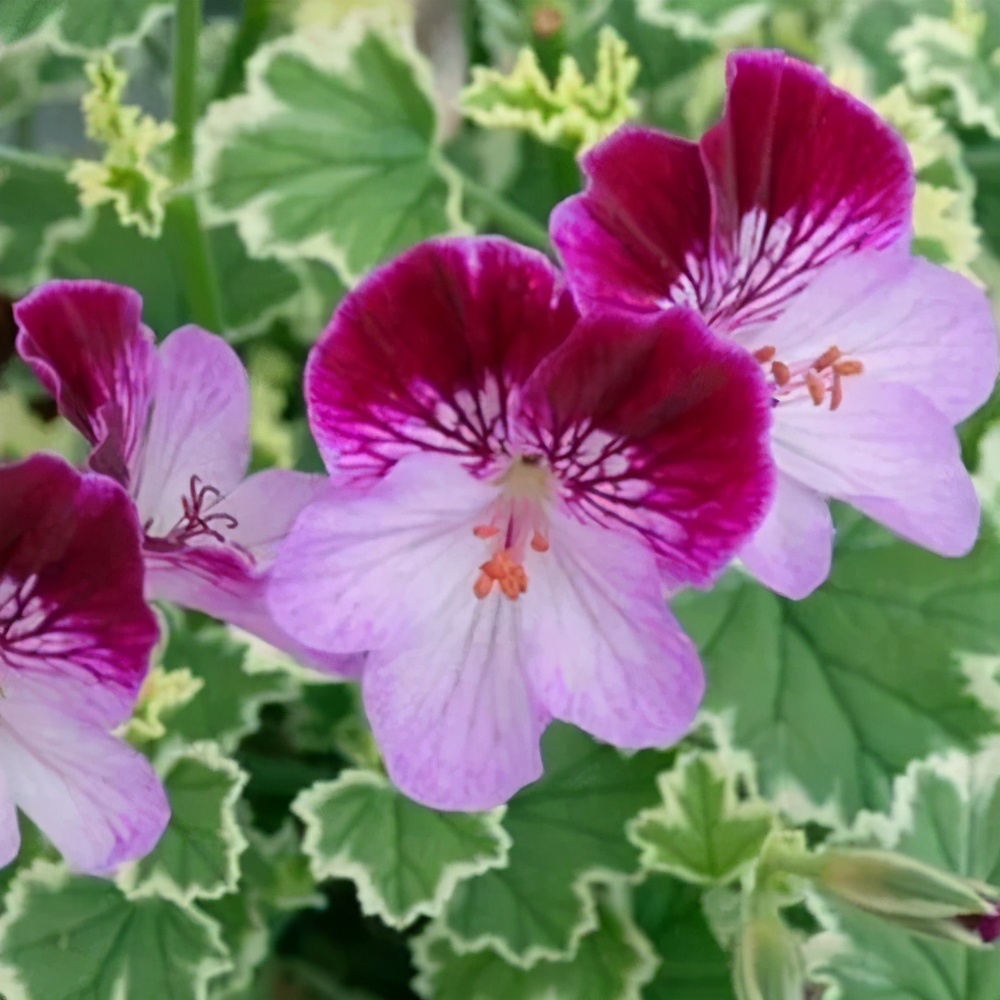 这种花别乱浇水水越多越不开花,这种花不怕冷好养易活