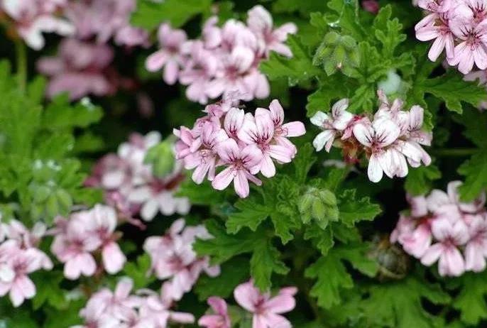 玫瑰天竺葵：少女的平衡之美