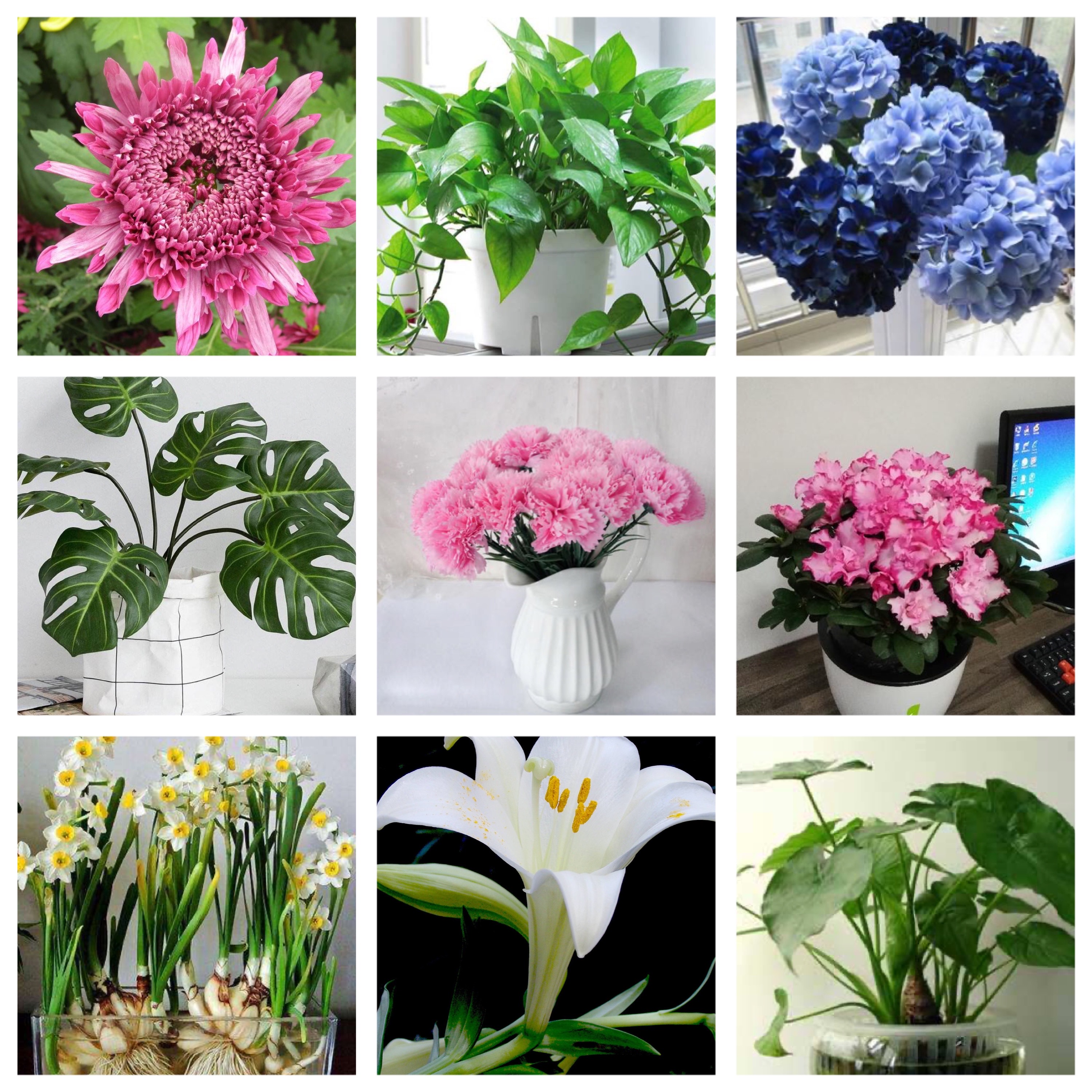 蓝猫养猫的十大禁忌,养猫禁忌不要摸其他猫