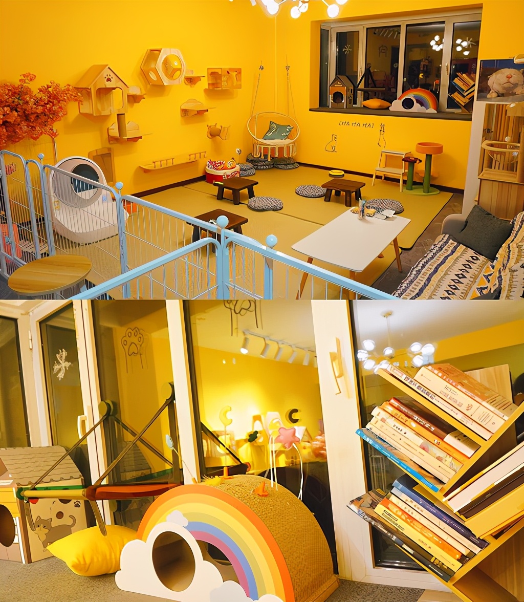 秦皇岛这只网红猫日常“巡逻”你见过吗?岛上还有这些撸猫好去处~