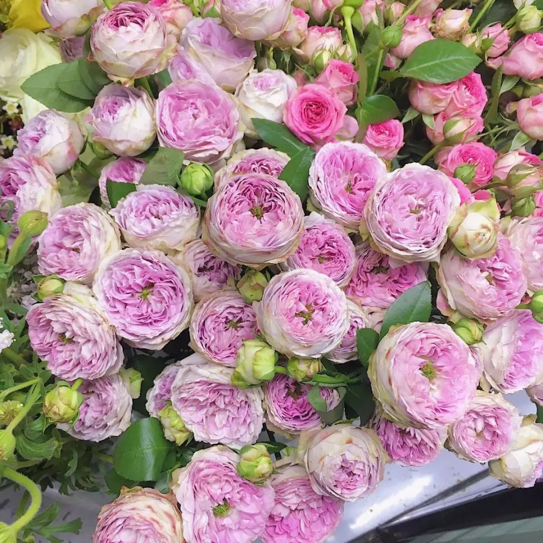 花店必备的5款玫瑰,鲜花图鉴一次性认识30种玫瑰花