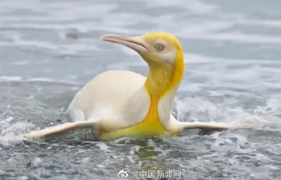 最新停产通知文件,关于停售的最新通知