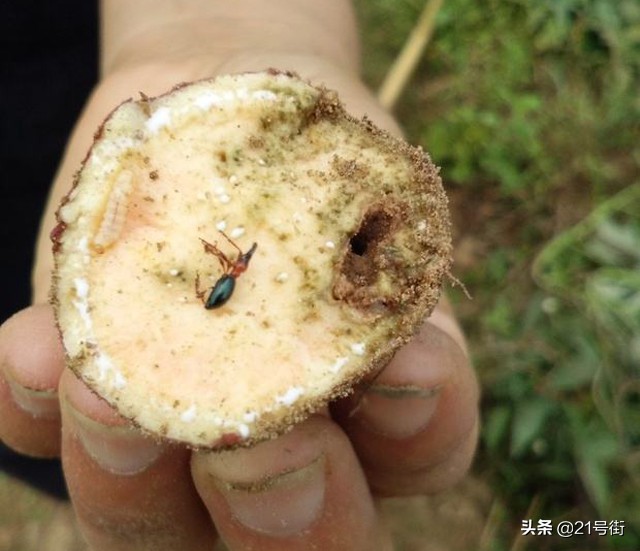 北海哪里有红薯种植基地,甘薯小象甲对人体有什么危害