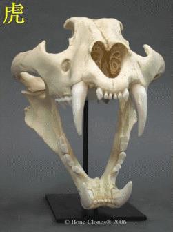 东北虎下山进村伤人老虎被鹅咬,东北虎下山进村伤人最后怎么样了