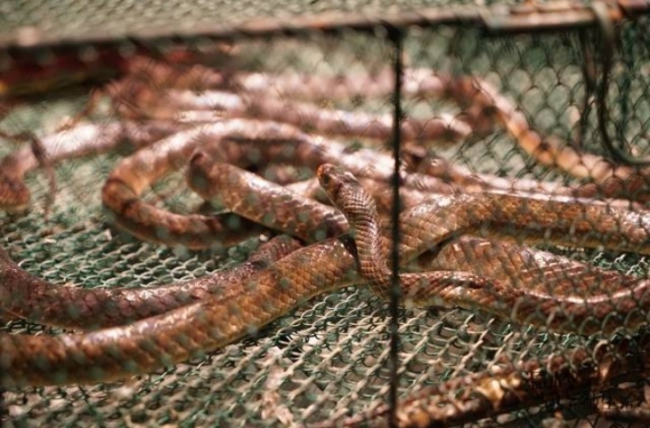 人工蛇类养殖技术视频教学,人工养殖蛇类可行性报告