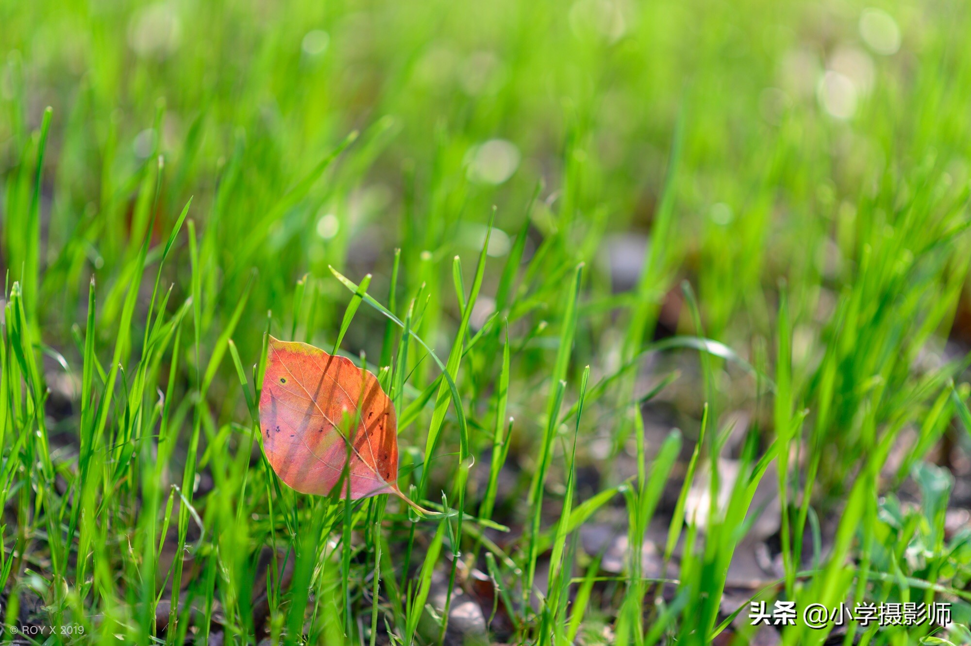 1600超长焦镜头,尼康55-1.8人像镜头