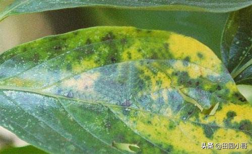 柿树细菌性角斑病的克星,柿树干顶角斑病特效药