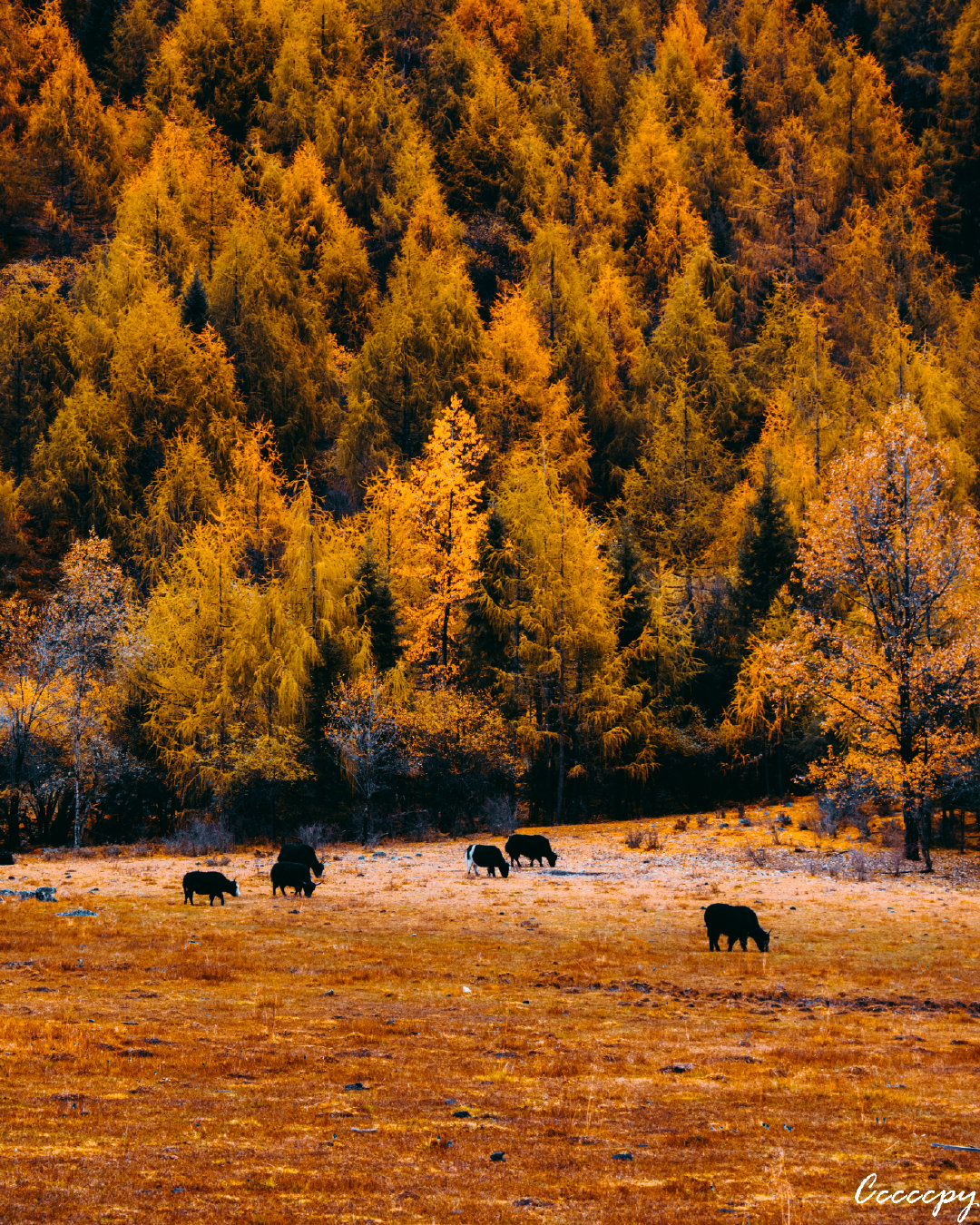 试驾新款高尔夫1.4t手动挡,试驾高尔夫1.4t高功率