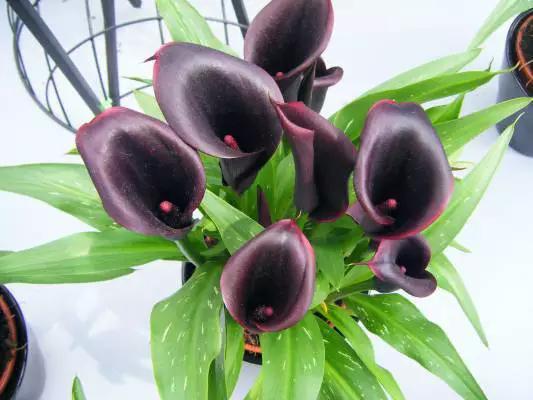 黑色的花,发光的暗夜精灵