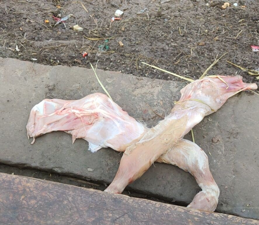 养牛不要怕牛死,为什么养牛不养夏洛莱