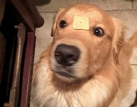 狗狗喜欢追逐移动的东西,狗狗前十字韧带撕裂