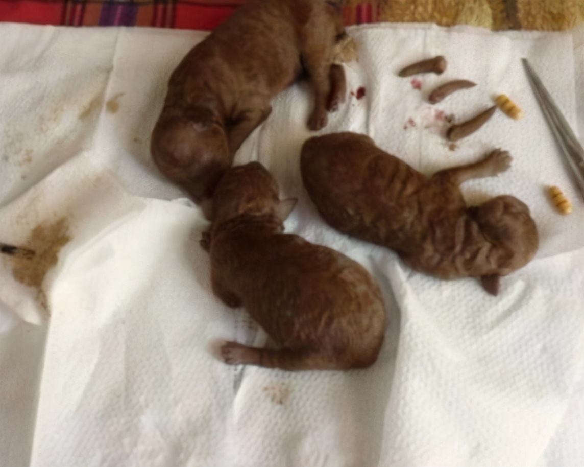 给犬断尾方法的优缺点,给泰迪断尾有必要吗