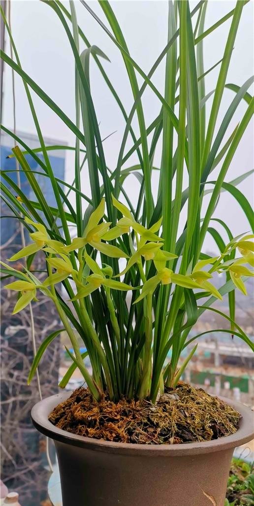 春剑叶子什么品种最好看,春剑最顶级值得养的品种