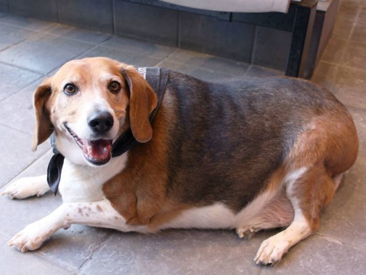 狗狗长胖老是喜欢睡觉,狗狗看着长胖但是体重没变