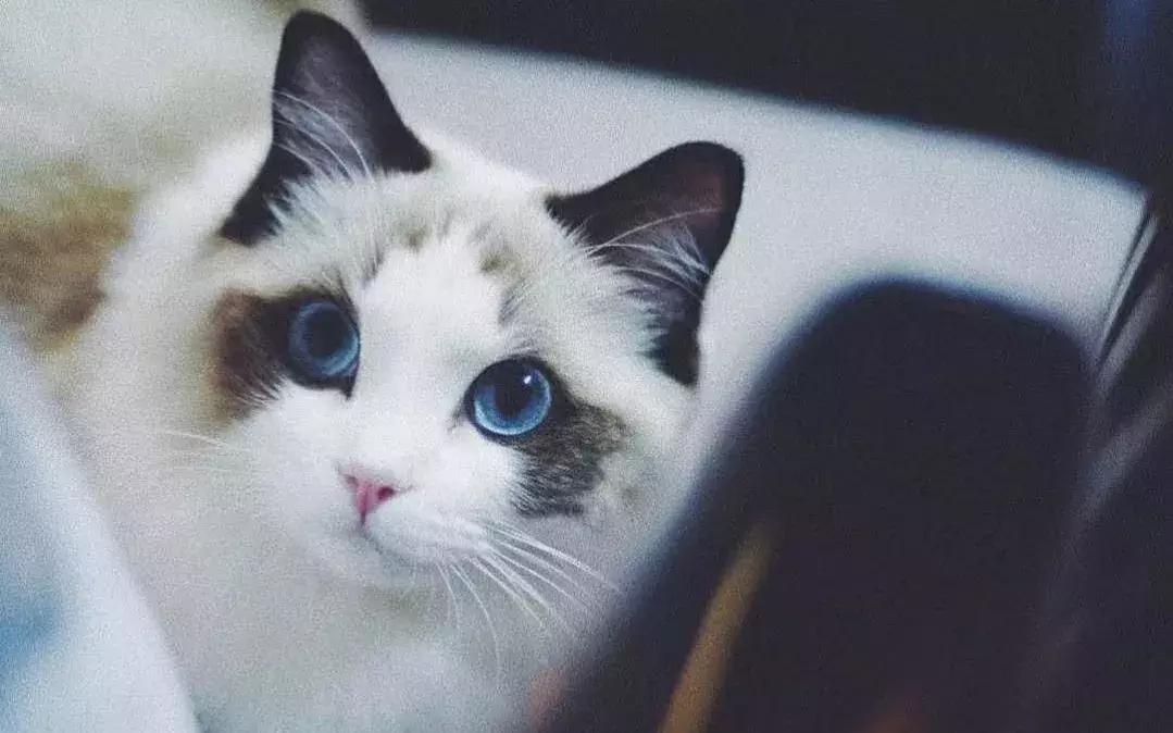 抱猫的三种正确姿势，让撸猫更有技巧，铲屎官免于被猫咪抓伤！