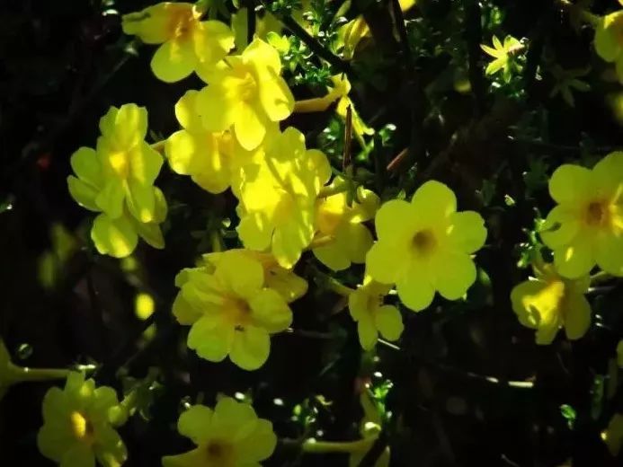 看到花的时候，不知是什么花？那就收下这份百花图谱