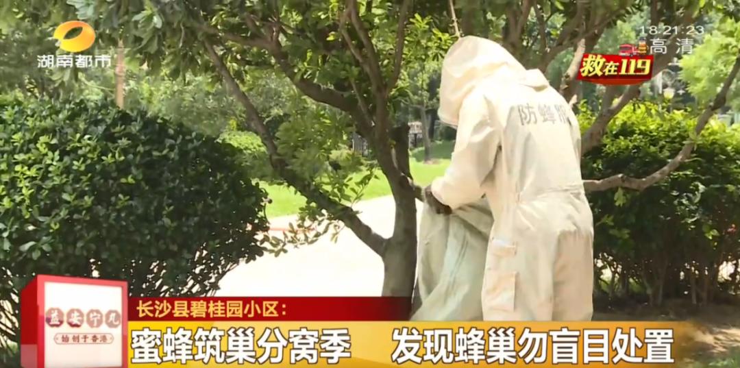 成群蜜蜂飞进屋里死亡,一群蜜蜂飞进家里全死了