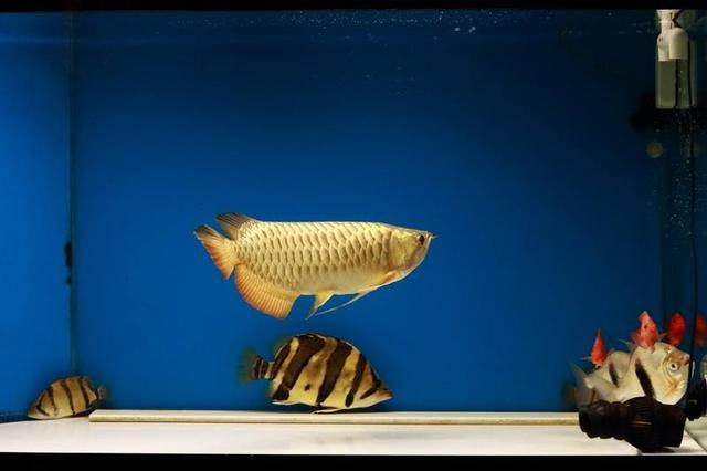 鱼缸应该摆放在家里哪个位置最好,鱼缸最好摆放在家的什么位置