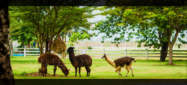 泰国旅游漫游,最新鲜玩转泰国攻略