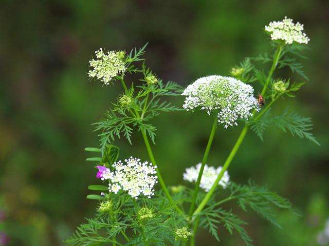 105种野草图片大全,105种野草的图片功效与作用