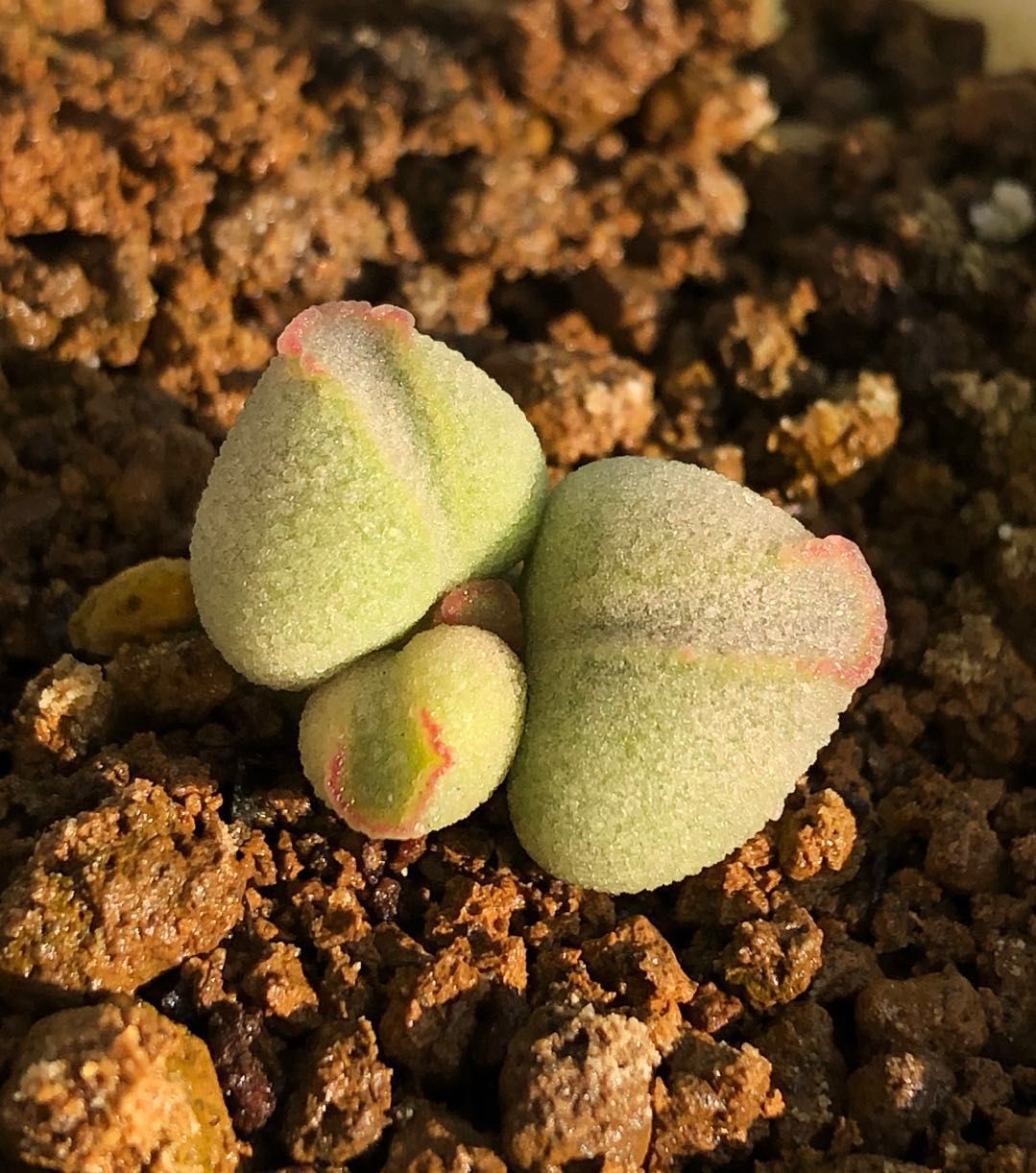 水泡多肉大全,水泡多肉叶片发焉