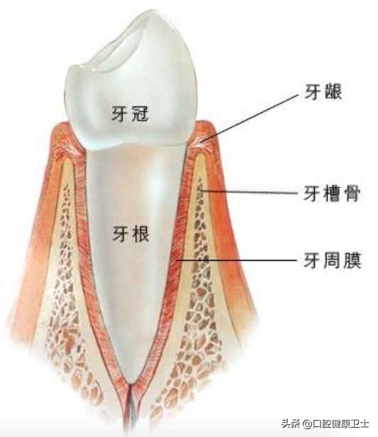 幼儿门牙摔断了怎么办,摔崩的门牙怎么补救
