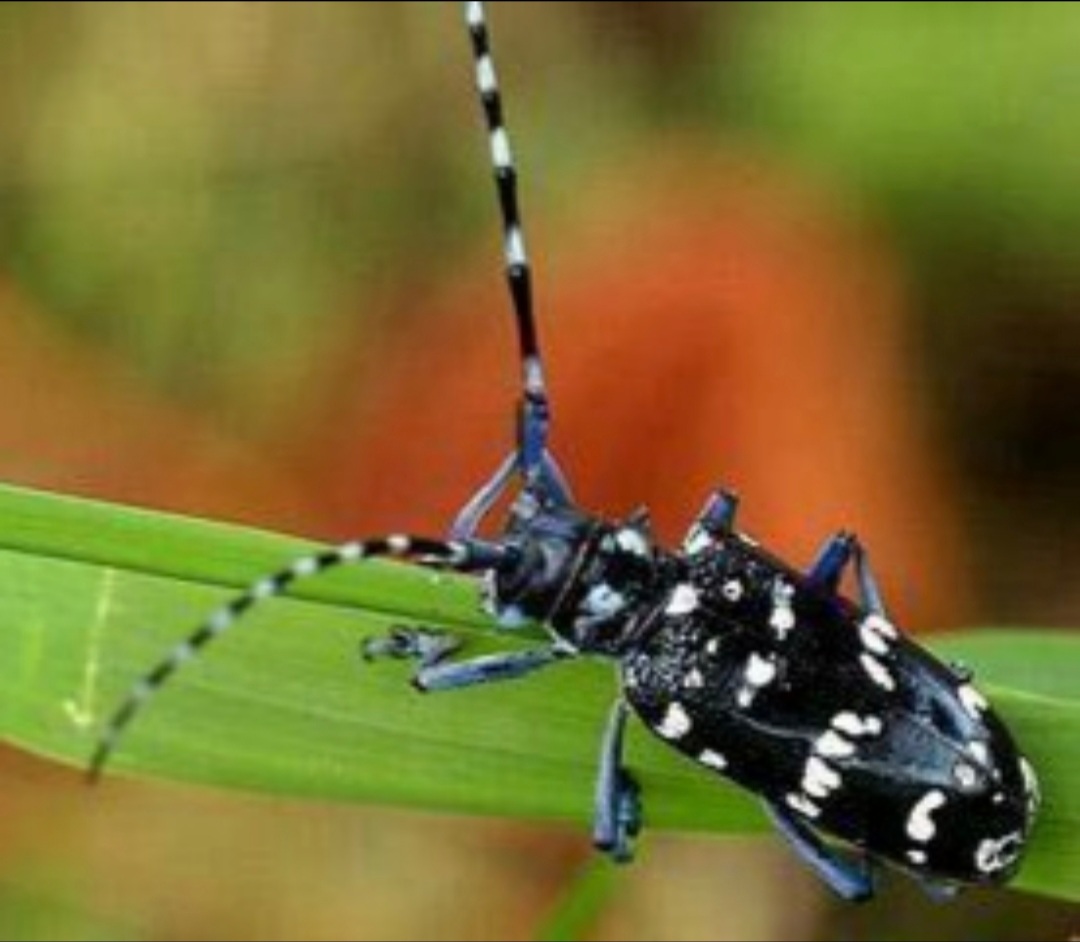 童年记忆里的小虫子,儿时的记忆夏天的风