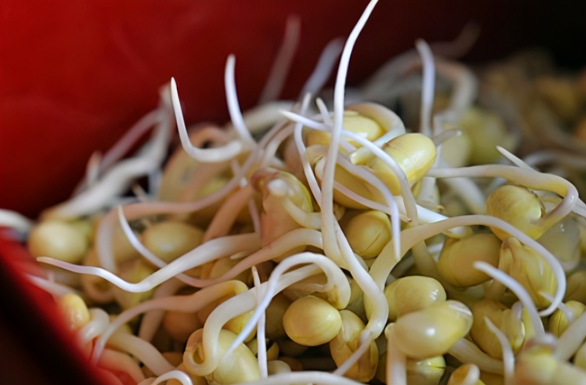 学会这个方法再也不用买豆芽了,发豆芽小技巧让你再也不用出去买