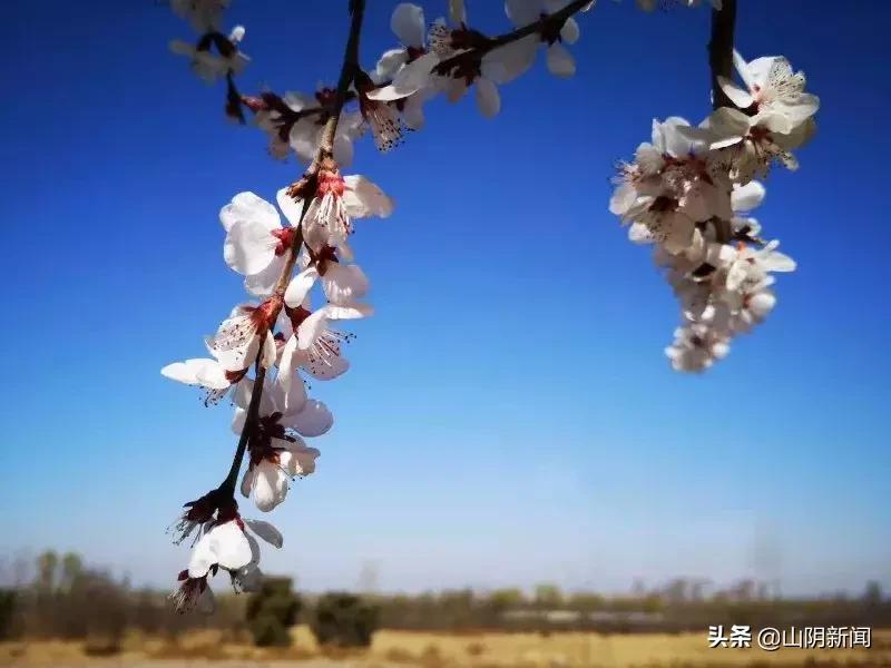 春天里最美的遇见歌曲,春天最美的文案就是油菜花