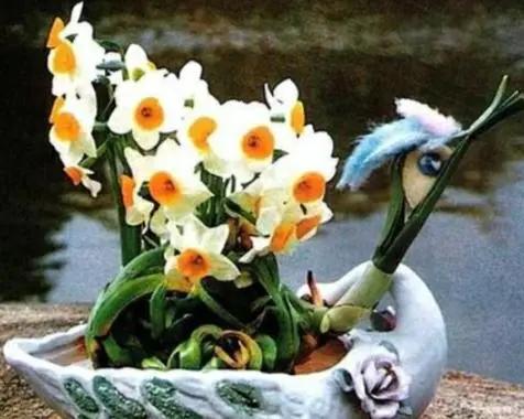 如何让水仙婀娜多姿,花香四溢