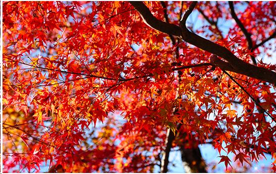 来到日本不能错过章鱼小丸子,来东京不能错过的地方