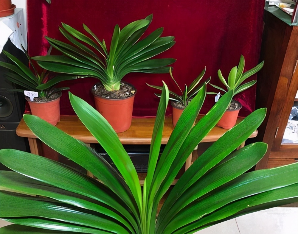 君子兰换盆的正确方法和注意事项,君子兰换盆注意事项及图解