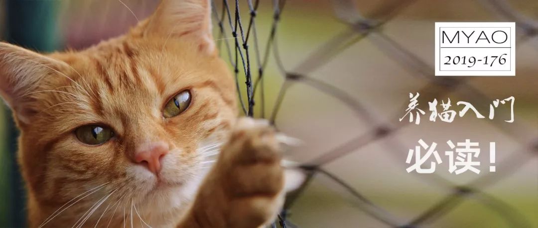 养猫咪新手入门必知疫苗怎么打,新手养猫疫苗怎么打