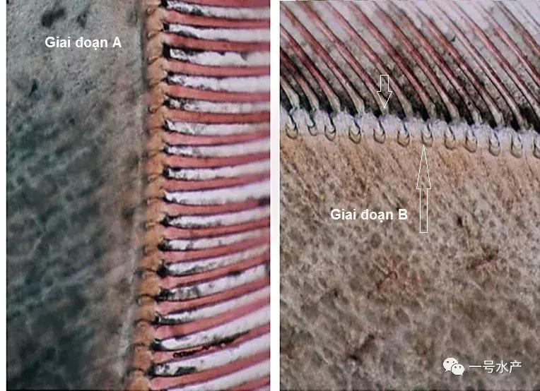 养虾脱壳期技巧和注意事项,养殖虾脱壳后需补什么